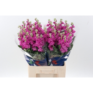 Matth Iron Deep Pink