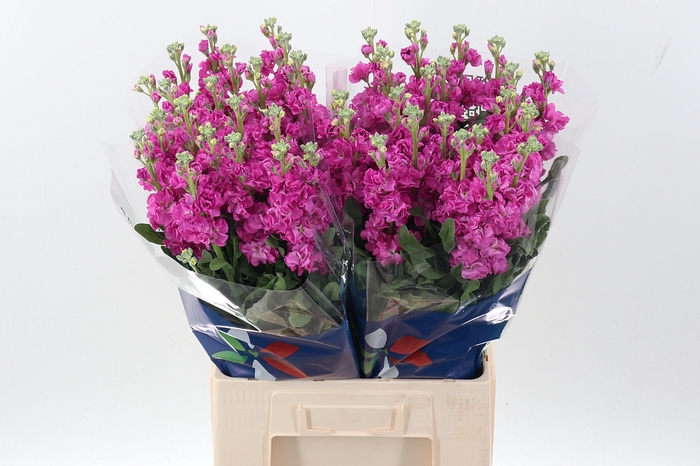 Matth Iron Deep Pink