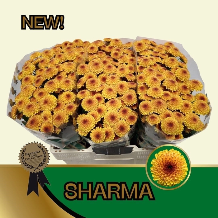 <h4>Chrys sa sharma</h4>