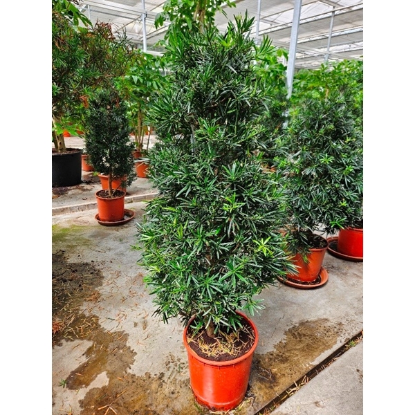 <h4>Podocarpus nivalis</h4>