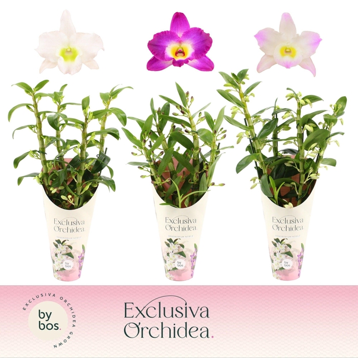 <h4>Dendrobium Nobilé, Mix 4-spike 'Exclusiva Orchidea' Potcover</h4>