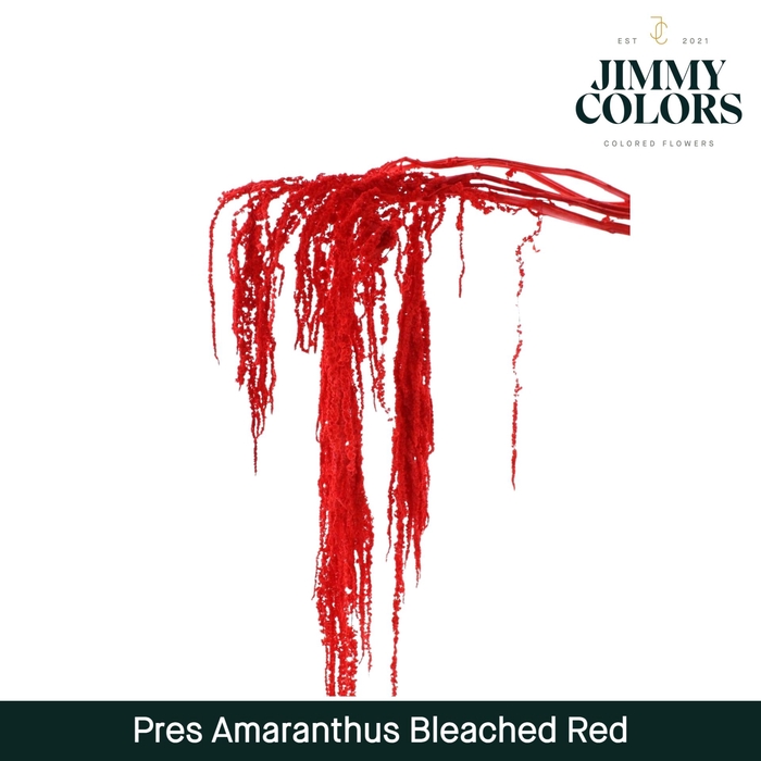 <h4>Dried Amaranthus Red</h4>
