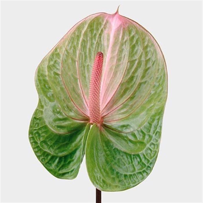 <h4>Anth A Avo Danielle</h4>