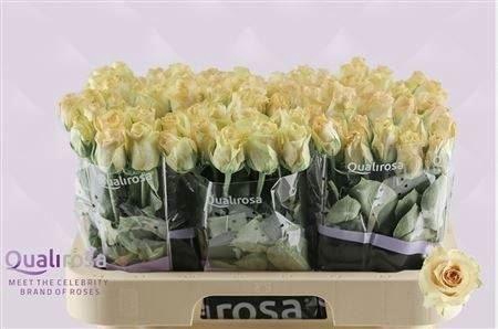 <h4>R Gr Quicksand</h4>