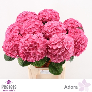 HYDR M ADORA