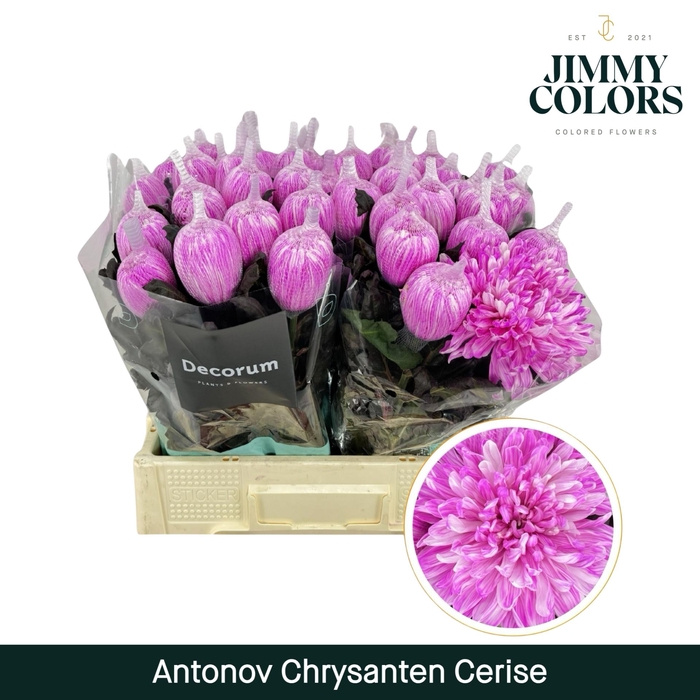 <h4>Chr G Antonov Cerise</h4>