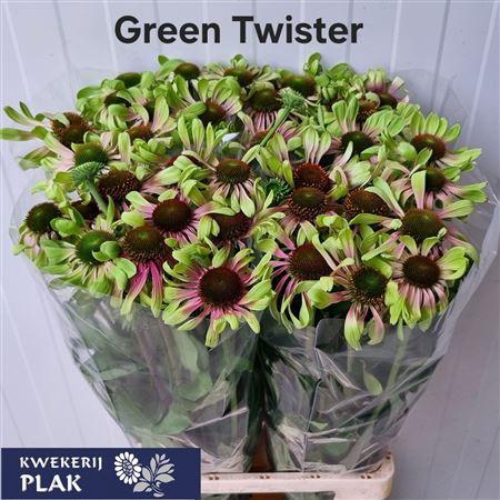 <h4>Echinacea Green Twister 80cm</h4>