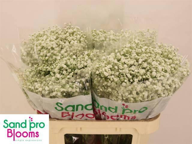 <h4>GYPS PA XLENCE</h4>