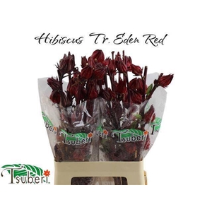 HIBIS TR EDEN RED