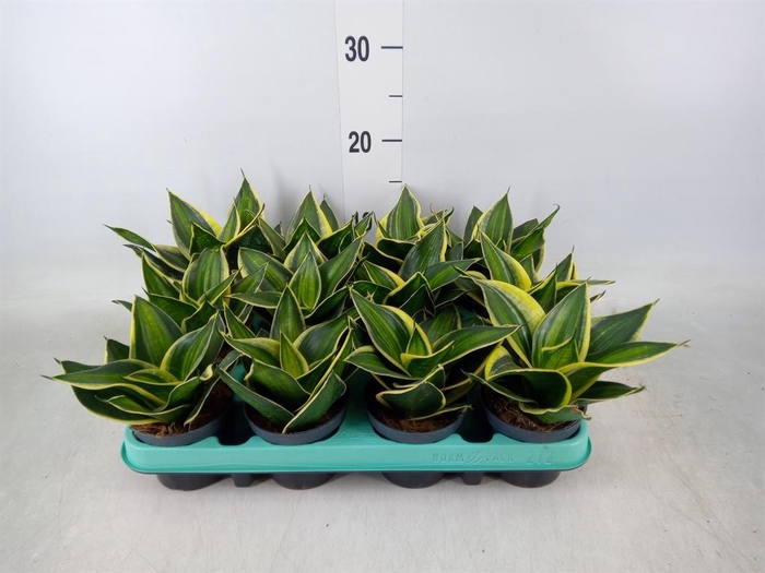 <h4>Sansevieria trifa. 'Hahnii'</h4>