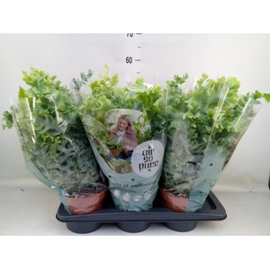 Phlebodium aureum 'Davana'