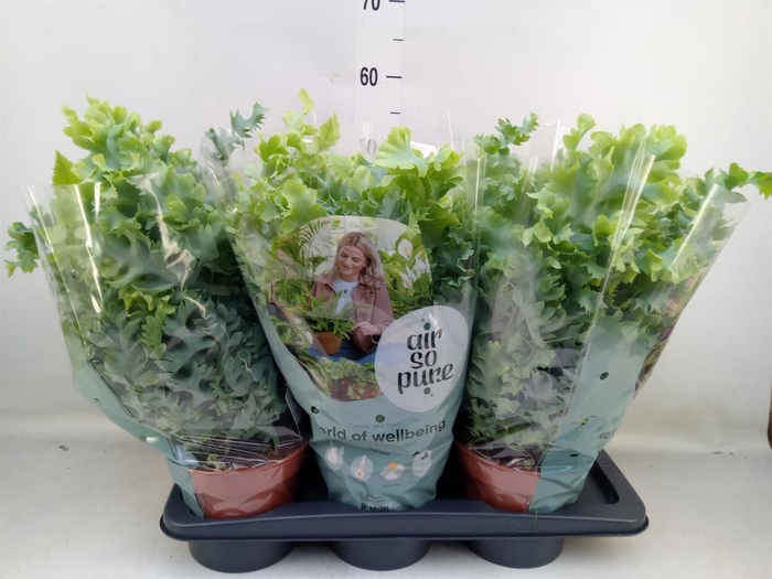 <h4>Phlebodium aureum 'Davana'</h4>