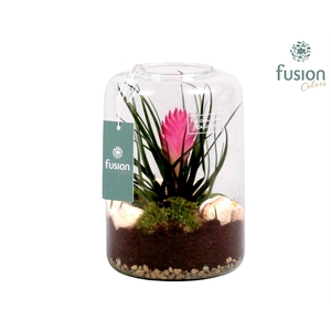 Green Bottle Isabella Small met Tillandsia