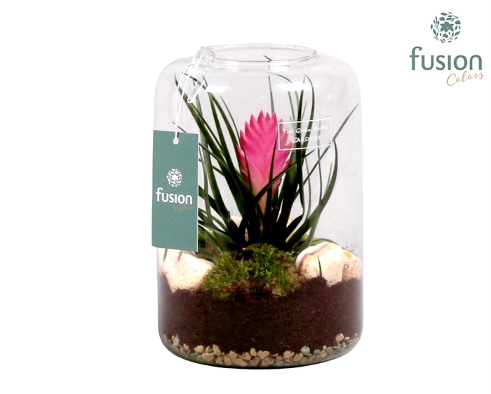 <h4>Green Bottle Isabella Small met Tillandsia</h4>