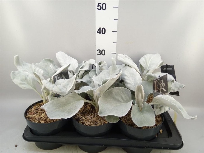 <h4>Senecio   ...</h4>