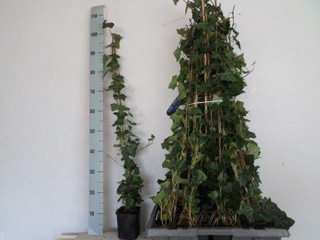 <h4>HEDE HIBERNICA</h4>