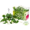 Philodendron Scandens Hang hangpot