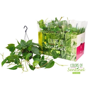 Philodendron Scandens Hang hangpot