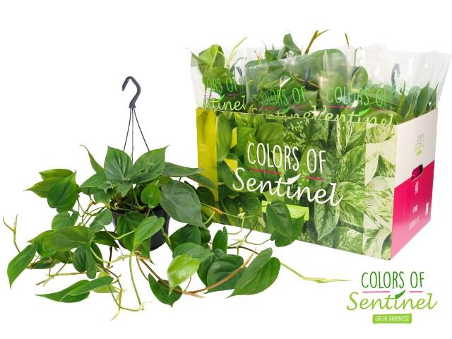 Philodendron Scandens Hang hangpot