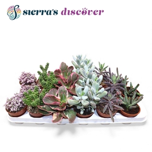 Discover® - Barcelona Succulents Mix (Exclusive)