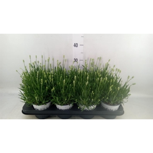 Lavandula interm. 'Edelweiss'