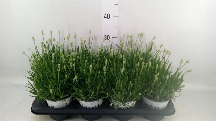 <h4>Lavandula interm. 'Edelweiss'</h4>