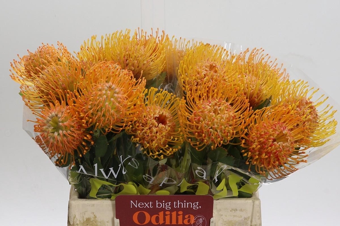 <h4>Nutans Soleil</h4>