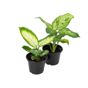 DIEFFENBACHIA VARIADO P15