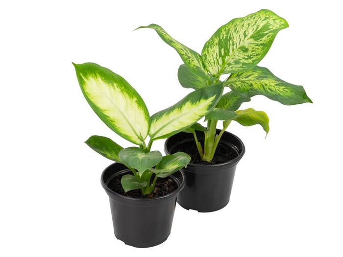 <h4>DIEFFENBACHIA VARIADO P15</h4>