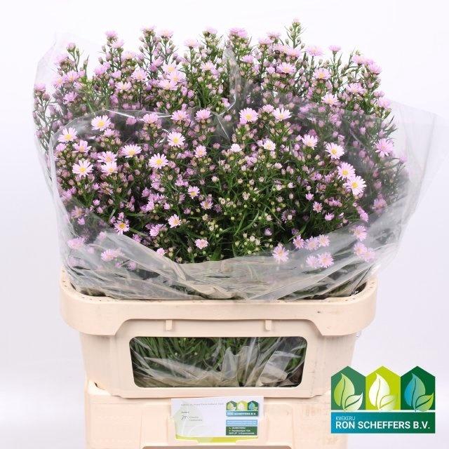 <h4>Aster Claudia</h4>