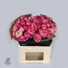 Rosa TR 'Silva Pink'