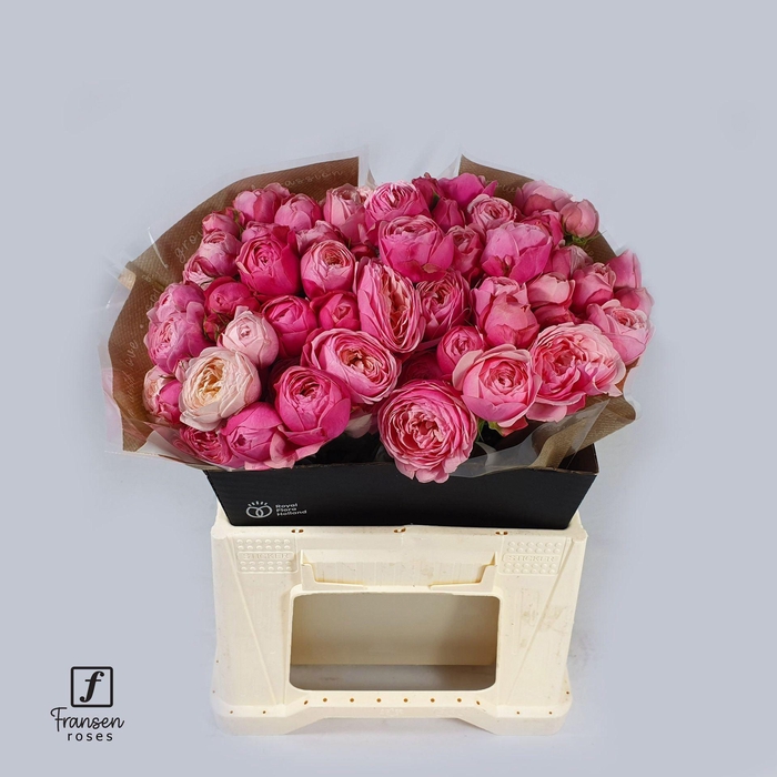 Rosa TR 'Silva Pink'