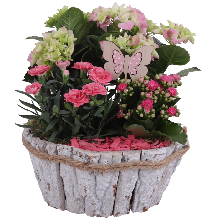 <h4>Spring Flower Arr. Outdoor Barkpot Round White Ø24cm 3PP</h4>