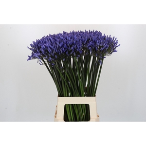 Agapanthus Dr Brouwer