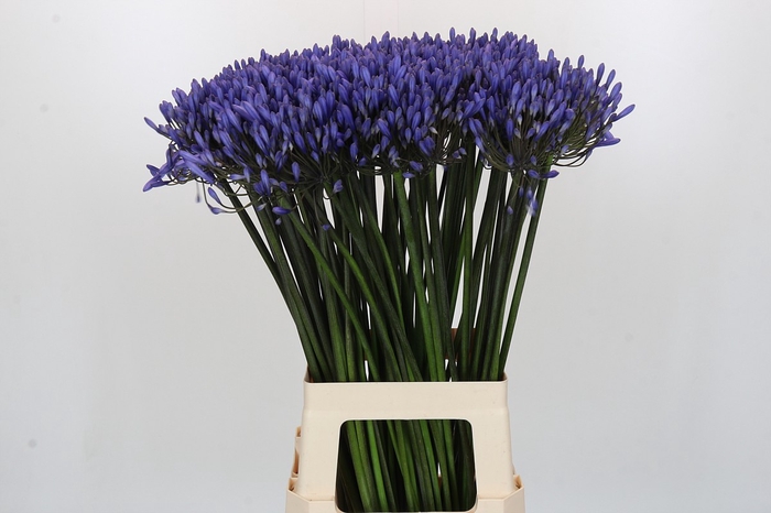 <h4>Agapanthus Dr Brouwer</h4>
