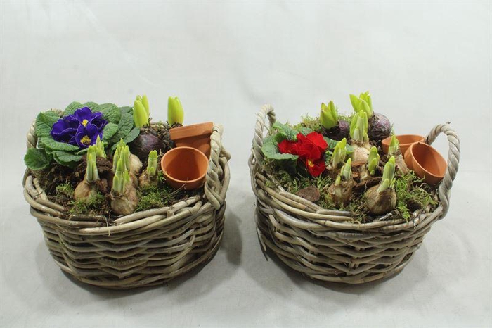 <h4>0439  ROTAN TUINTJE</h4>