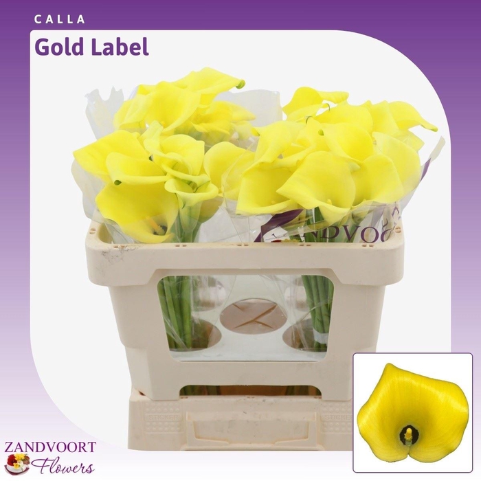 <h4>Calla Gold Label</h4>