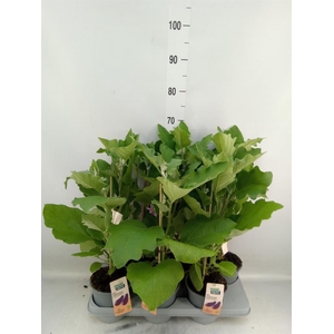 Solanum melongena  ...Aubergine