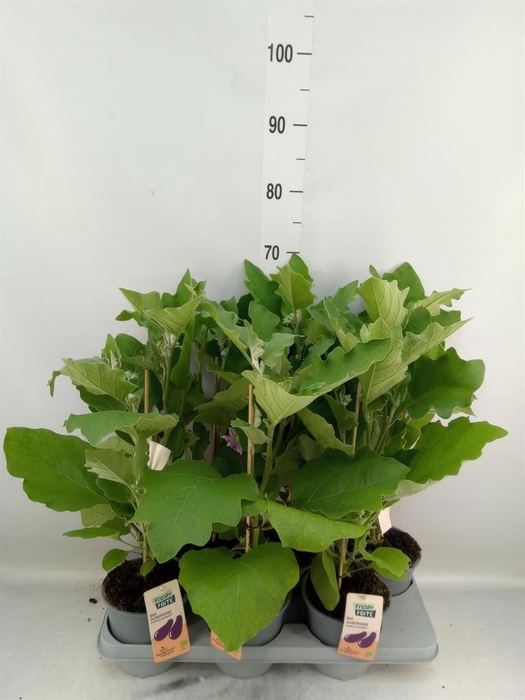 <h4>Solanum melongena  ...Aubergine</h4>