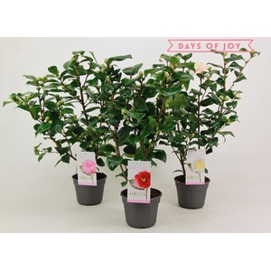 Camellia jap. mix