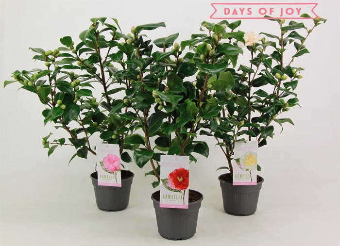 <h4>Camellia jap. mix</h4>