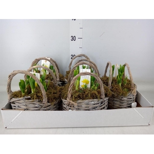 Arr.  Narcissus Tete Tete H%