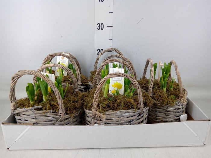 <h4>Arr.  Narcissus Tete Tete H%</h4>