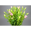 Campanula Medium Campana Pink