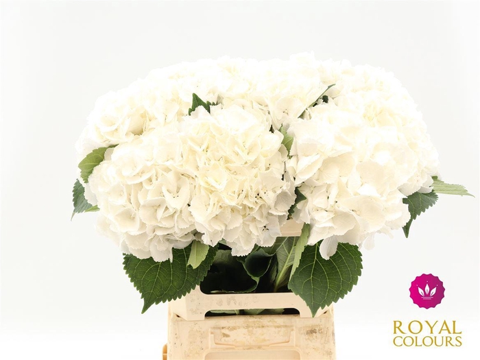<h4>Hydr M Royal Princes</h4>
