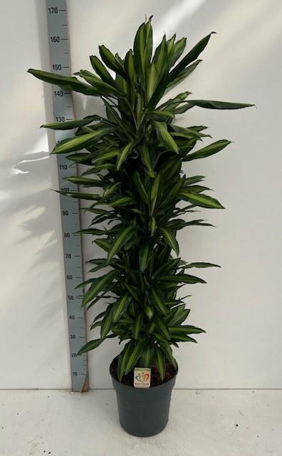 <h4>DRA FRAG CINTHO</h4>