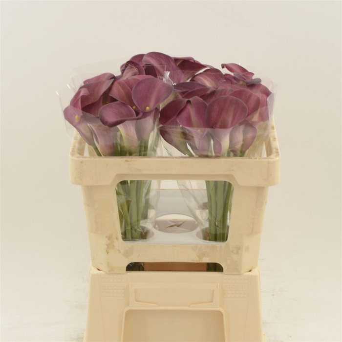 <h4>Calla Bordeaux Art</h4>