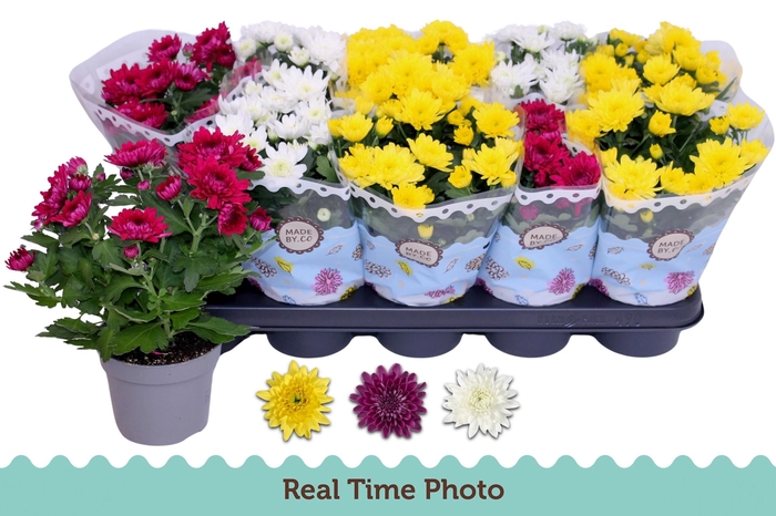 <h4>CHRYS GEVULDBL GEM</h4>