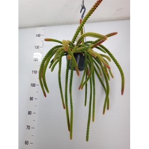 Cactus   ...hangingplants