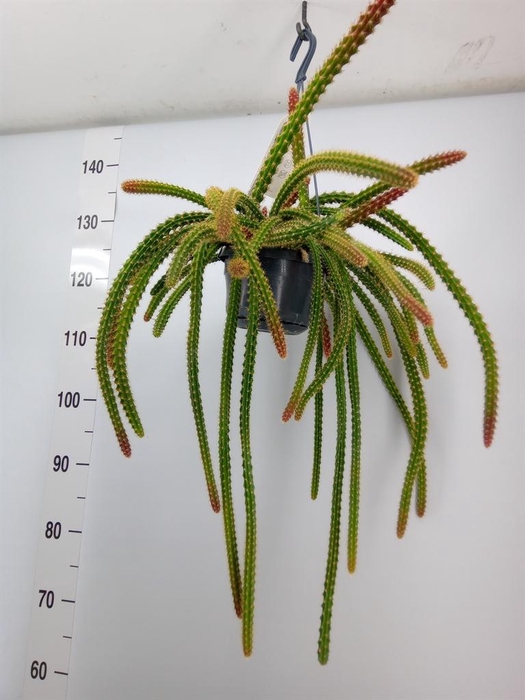 <h4>Cactus   ...hangingplants</h4>